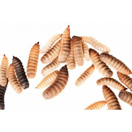 Black Soldier Fly larvae Black Soldier Fly larvae