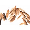Black Soldier Fly larvae